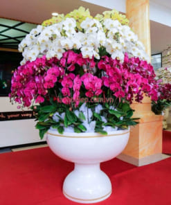 Chậu hoa lan hồ điệp đa sắc 100 cành đẹp