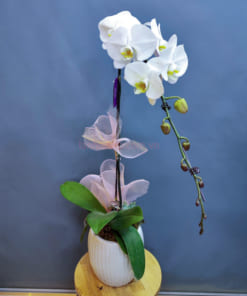 Chậu hoa lan hồ điệp 1 cành đẹp