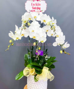 Chậu hoa lan hồ điệp 5 cành màu trắng
