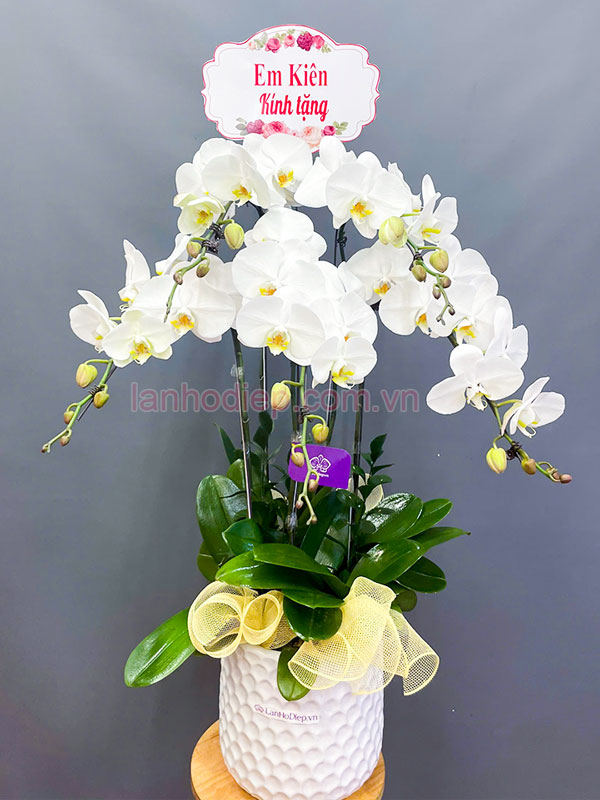 Chậu hoa lan hồ điệp 5 cành màu trắng