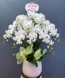 Chậu hoa lan hồ điệp 9 vòi đẹp