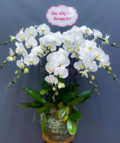 Chậu hoa lan hồ điệp chúc mừng 9 cành
