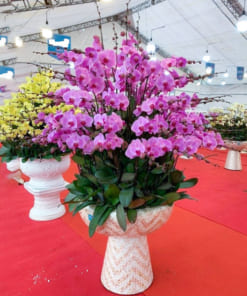 Chậu hoa lan hồ điệp hồng 50 cành đẹp
