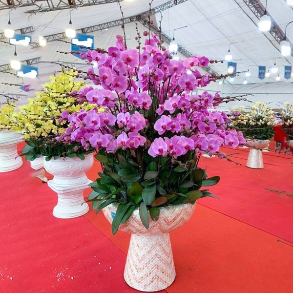 Chậu hoa lan hồ điệp hồng 50 cành đẹp