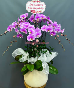 Chậu lan hồ điệp hồng Anna chúc mừng sinh nhật