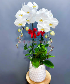 Chậu lan hồ điệp trắng 2 vòi