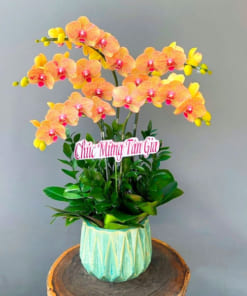 Chậu hoa lan màu cam 5 cành mừng tân gia