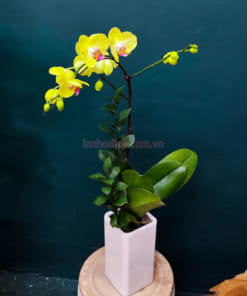 Đặc điểm chậu hoa lan vàng 1 cành hồ điệp