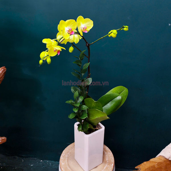 Đặc điểm chậu hoa lan vàng 1 cành hồ điệp
