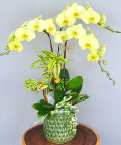 Chậu hoa lan xanh táo 3 cành