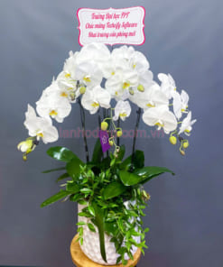 Chậu hoa mừng khai trương hồ điệp 5 cành