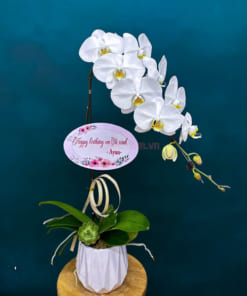Chậu lan 1 cành hoa trắng làm quà tặng ý nghĩa