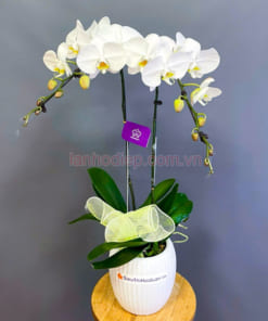 Chậu lan 2 cành trắng đẹp