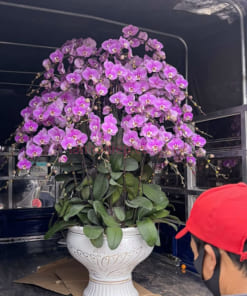 Chậu lan 50 cành hồng mừng khai trương