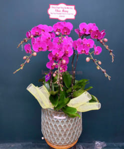 Chậu lan 6 cành hồ điệp tím chúc mừng