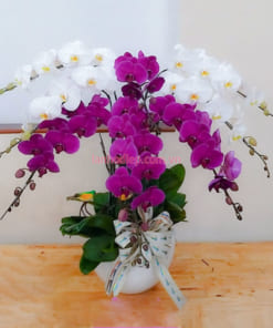 Chậu lan 8 cành hồ điệp trắng tím mừng sinh nhật