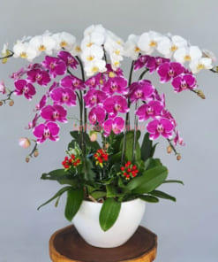 Chậu lan 9 cành màu trắng tím tặng tân gia
