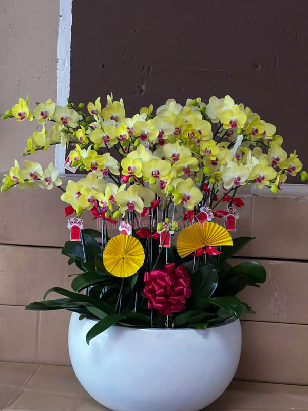 Chậu lan chơi tết size để bàn