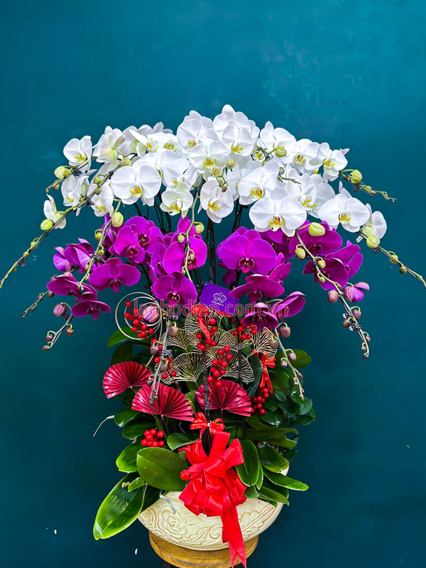 chậu lan đẹp ngày tết