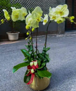 Chậu lan điệp táo xanh 3 cành