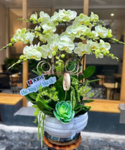 Chậu lan hồ điệp 10 cành xanh táo chúc mưng sinh nhật