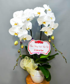 Chậu lan hồ điệp mừng sinh nhật trắng