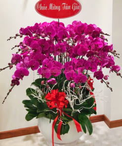 Chậu lan hồ điệp 20 cành mừng tân gia màu tím