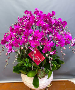 Đặc điểm chậu lan hồ điệp màu tím 20 cành