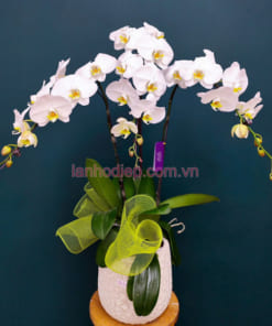 Chậu lan hồ điệp 3 cành trắng đẹp