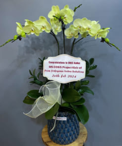 Chậu lan hồ điệp 3 cành xanh bơ chúc mừng