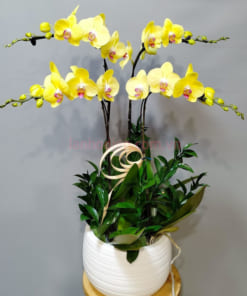 Chậu lan hồ điệp 4 cành hoa vàng đẹp