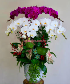 Chậu lan hồ điệp 8 cành tím trắng làm quà tặng lễ tết