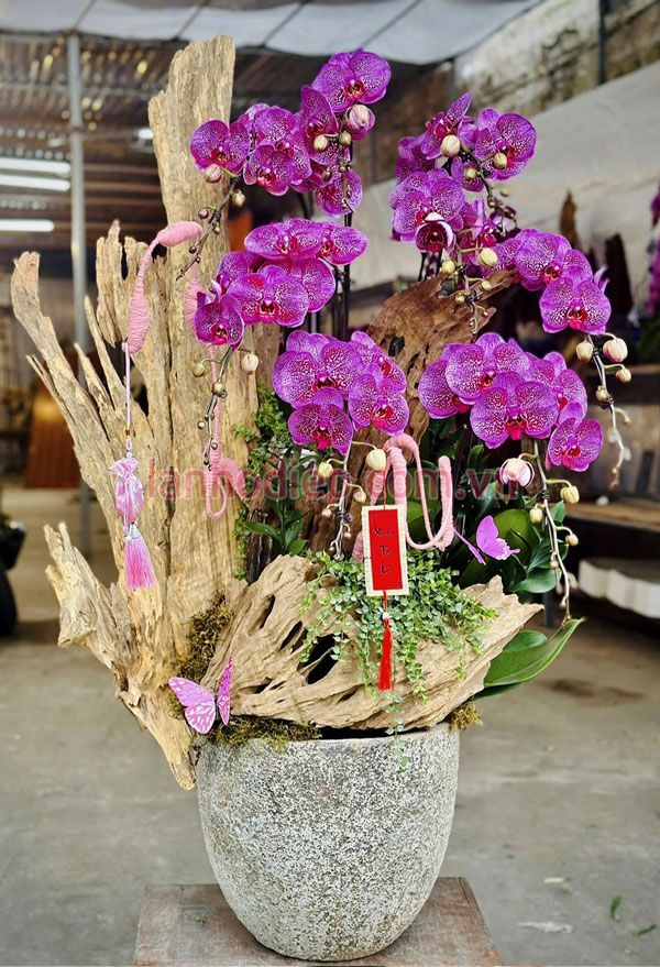 Chậu hoa lan chưng tết ghép gỗ lũa đẹp