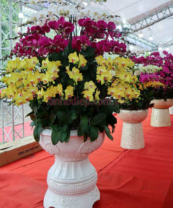 Chậu lan hồ điệp đa sắc 100 cành trang trí tết