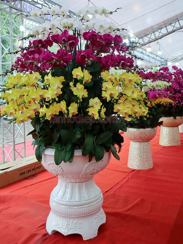 Chậu lan hồ điệp đa sắc 100 cành trang trí tết