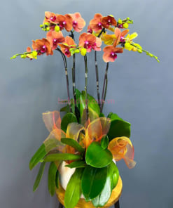 Chậu lan hồ điệp Đà Lạt màu cam 5 cành