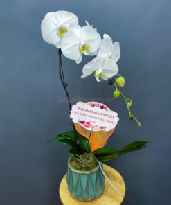 Chậu lan hồ điệp hoa trắng đẹp