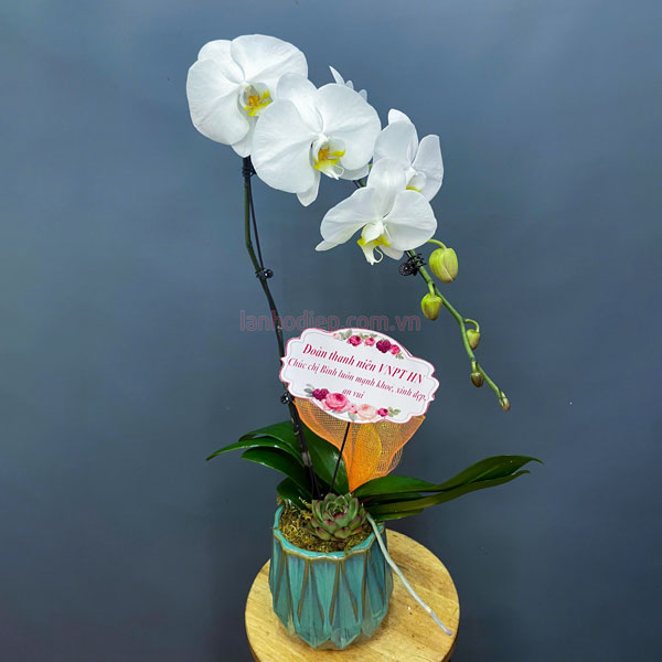 Chậu lan hồ điệp hoa trắng đẹp