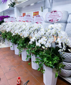Chậu lan hồ điệp hoa trắng 5 cành làm quà tặng
