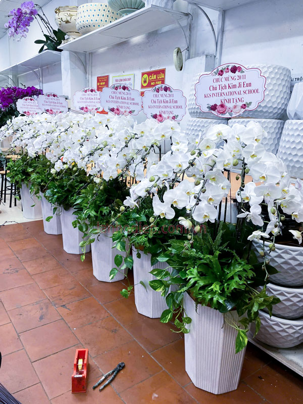 Chậu lan hồ điệp hoa trắng 5 cành làm quà tặng
