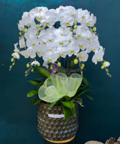 Chậu lan hồ điệp hoa trắng 9 cành