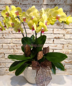 Chậu lan hồ điệp hoa vàng mừng sinh nhật