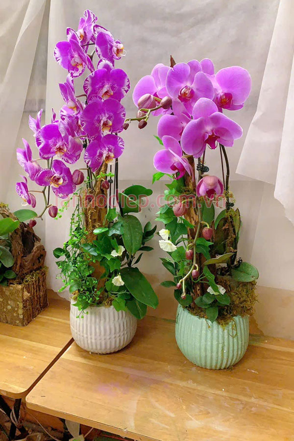 Chậu lan hồ điệp hồng 2 cành ghép lũa đẹp