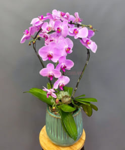 Chậu lan hồ điệp hồng 3 cành