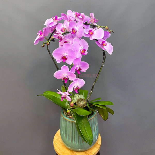 Chậu lan hồ điệp hồng 3 cành