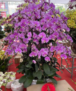 Chậu lan hồ điệp hồng 50 cành