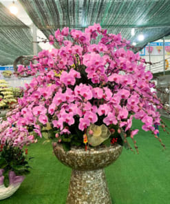 Cách chăm sóc chậu hoa hồ điệp hồng 50 cành tươi lâu