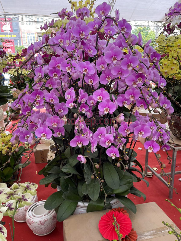 Chậu lan hồ điệp hồng 50 cành