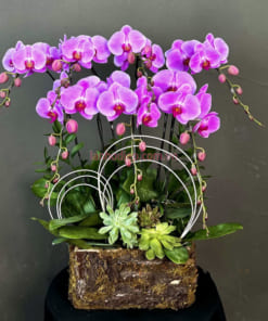 Giỏ hoa hồ điệp hồng 7 cành đẹp