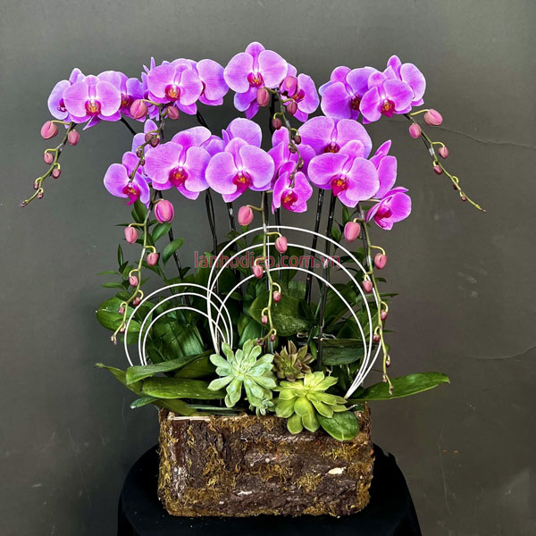Giỏ hoa hồ điệp hồng 7 cành đẹp